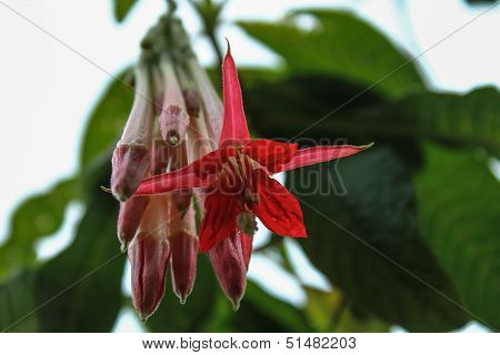 Bell Flower