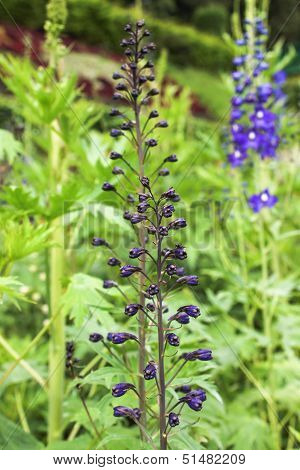 Bunch of flowers