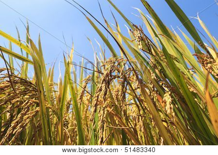 Golden Paddy Rice
