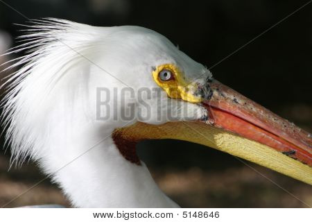 Wasservögel