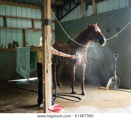 Woman Cooling Down Chestnut Horse In A Barn