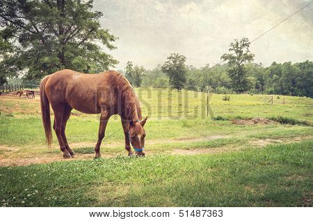 Chestnut Horse In Rural Setting Textured Landscape