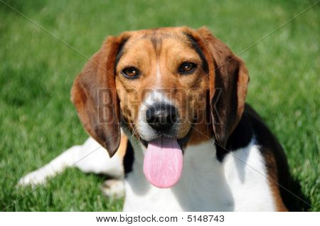 Beagle