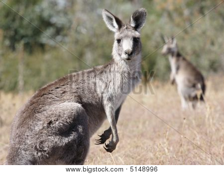 Australske grå Kangaroo