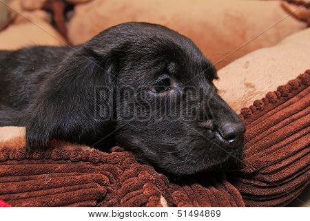 Blackpup