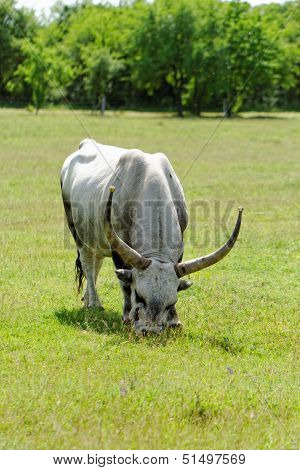 Hungarian Grey Cattle