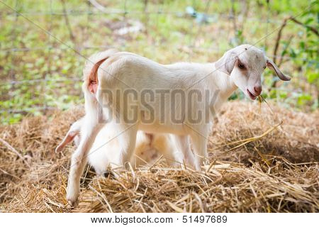 Goat In Farm