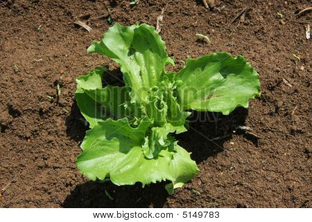 Young Salad