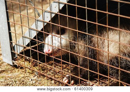 Caged Opossum