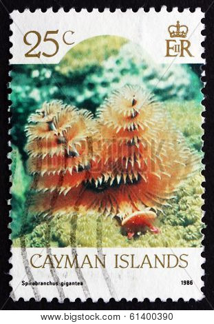Postage Stamp Cayman Islands 1986 Christmas Tree Worm