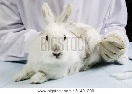 bunny at the doctor