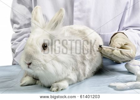 white bunny get syringe