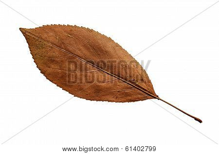 Leaf