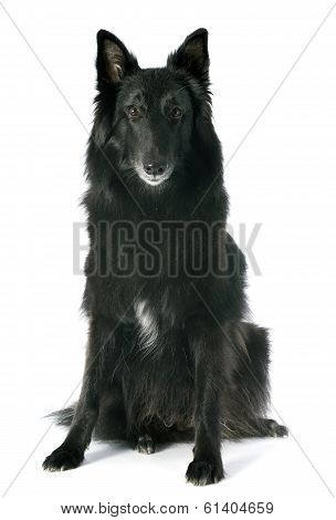 Groenendael
