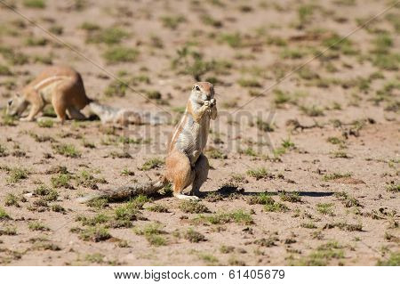 Cute Ground Squirrel Searching For Food In Dry Kgalagadi Desert