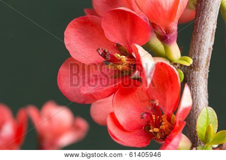 red flowers on the branches flowering chaenomeles