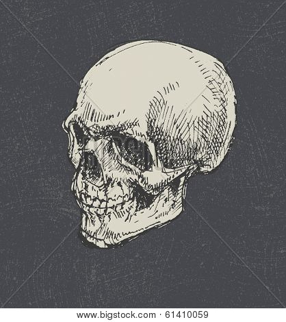 Skull. Hand drawn. Vector eps8