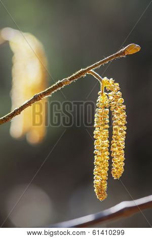 Hazel Catkins - Corylus Avellana In Early Spring