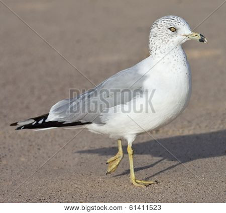 Ring Billed Gull