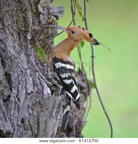 Eurasian Hoopoe