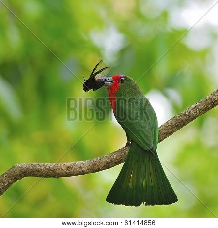 Female Red-bearded Bee-eater