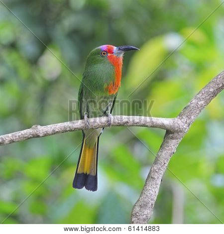 Female Red-bearded Bee-eater