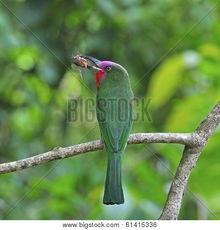 Male Red-bearded Bee-eater