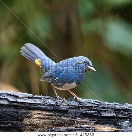 Male White-bellied Redstart