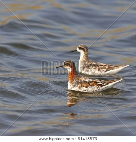 Red-necked Phalarope