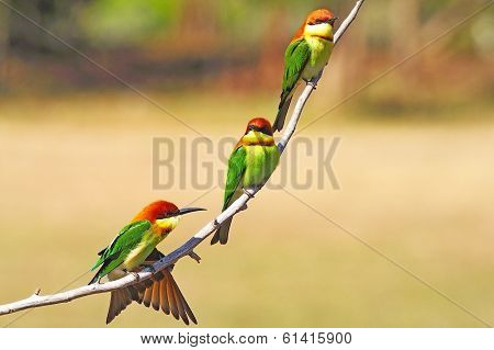Chestnut-headed Bee-eater