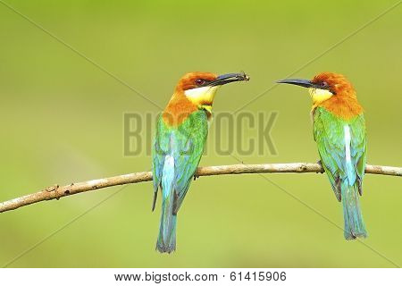 Chestnut-headed Bee-eater