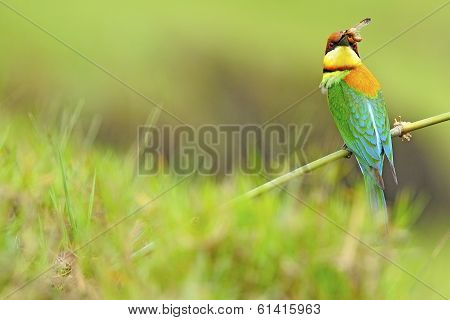 Chestnut-headed Bee-eater