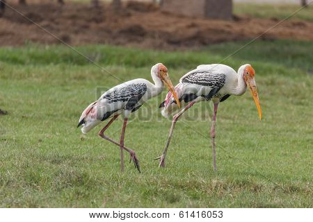 Stork
