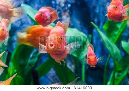 Goldfish
