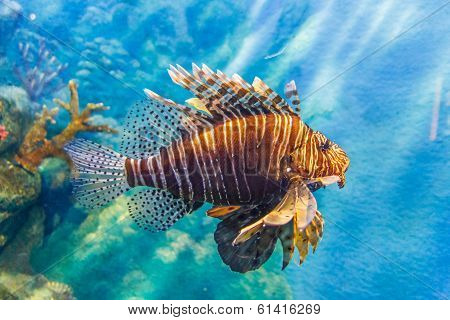 Lionfish