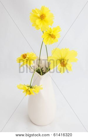 Cosmos Flower