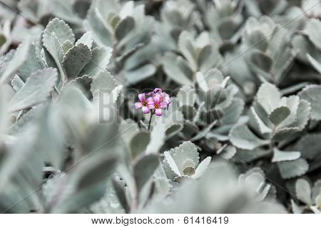 Cactus Flower