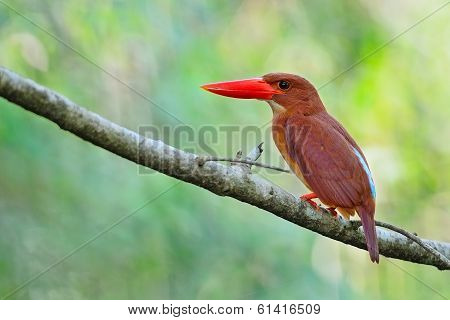 Female Ruddy Kingfisher