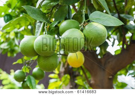 Lemon Tree
