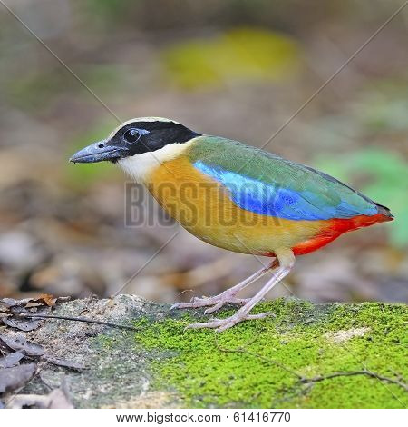 Blue-winged Pitta
