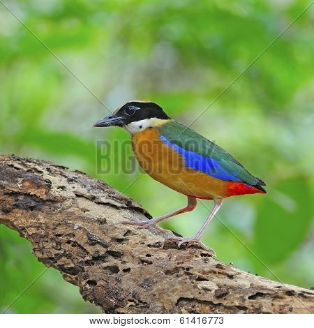 Blue-winged Pitta