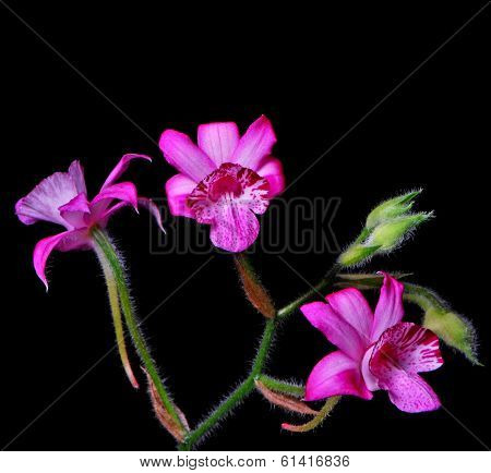 Calanthe cardioglossa