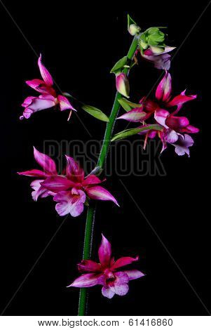 Calanthe hybrid