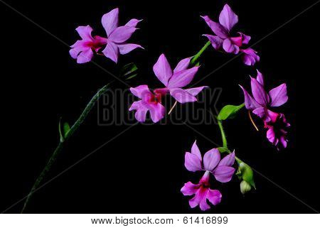 Calanthe Rubens