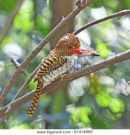 Female Banded Kingfisher
