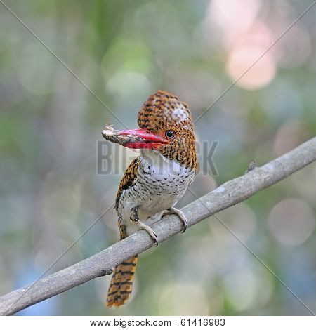 Female Banded Kingfisher