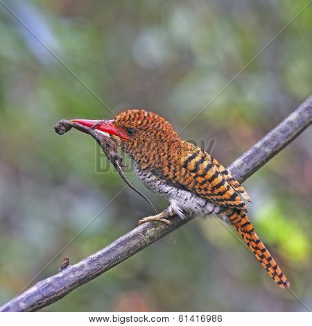 Female Banded Kingfisher