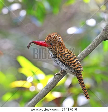 Female Banded Kingfisher