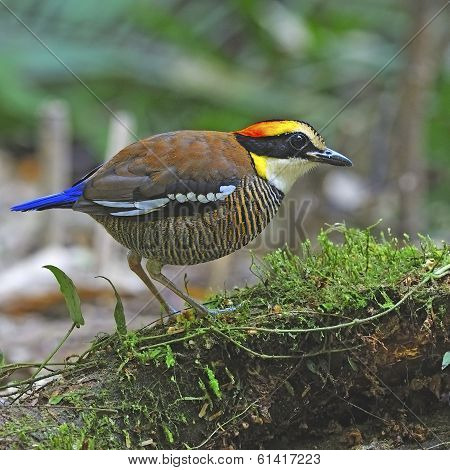 Female Malayan Banded Pitta