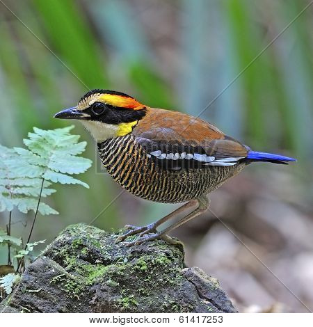 Female Malayan Banded Pitta